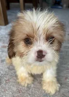 Chance, a male Cavalier King Charles Spaniel and Shih Tzu for sale in Fort Walton Beach, FL – Photo 2 of 10
