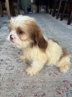 Chance, a male Cavalier King Charles Spaniel and Shih Tzu for sale in Fort Walton Beach, FL – Photo 9 of 10