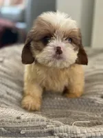 Chance, a male Cavalier King Charles Spaniel and Shih Tzu for sale in Fort Walton Beach, FL – Photo 6 of 9