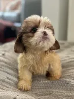Chance, a male Cavalier King Charles Spaniel and Shih Tzu for sale in Fort Walton Beach, FL – Photo 5 of 9