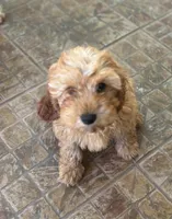 Truman, a male Cavapoo for sale in Fort Walton Beach, FL – Photo 2 of 8