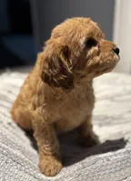 Truman, a male Cavapoo for sale in Fort Walton Beach, FL – Photo 6 of 8