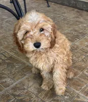 Truman, a male Cavapoo for sale in Fort Walton Beach, FL – Photo 1 of 8