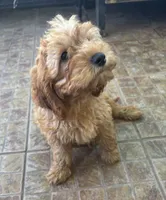 Truman, a male Cavapoo for sale in Fort Walton Beach, FL – Photo 4 of 8