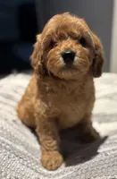 Truman, a male Cavapoo for sale in Fort Walton Beach, FL – Photo 8 of 8