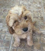 Truman, a male Cavapoo for sale in Fort Walton Beach, FL – Photo 3 of 8