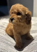 Truman, a male Cavapoo for sale in Fort Walton Beach, FL – Photo 5 of 8