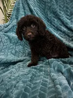 Truffles, a female Cavapoo for sale in Fort Walton Beach, FL – 4 of 6
