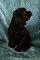 Millie, a female Cavapoo for sale in Fayetteville, TN – 8 of 10