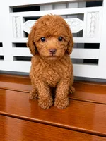 Ruby, a female Cavapoo for sale in Fort Walton Beach, FL – 6 of 9