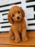 Rusty, a male Cavapoo for sale in Fort Walton Beach, FL – 7 of 7