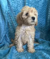 Molly, a female Maltipoo for sale in Fort Walton Beach, FL – 6 of 10