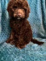 Hershey, a male Cavapoo for sale in Fayetteville, TN – 6 of 10