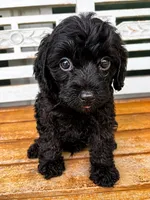 Teddy, a male Cavapoo for sale in Fort Walton Beach, FL – 8 of 8