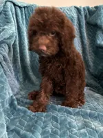 Hershey, a male Cavapoo for sale in Fayetteville, TN – 8 of 10
