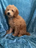 Jr, a male Poodle - Miniature  for sale in Fayetteville, TN – 9 of 10