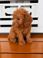 Ruby, a female Cavapoo for sale in Fort Walton Beach, FL – 3 of 9