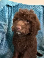 Hershey, a male Cavapoo for sale in Fayetteville, TN – 3 of 10
