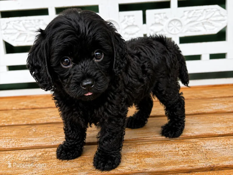Teddy – Cavapoo puppy for sale in Fort Walton Beach, FL