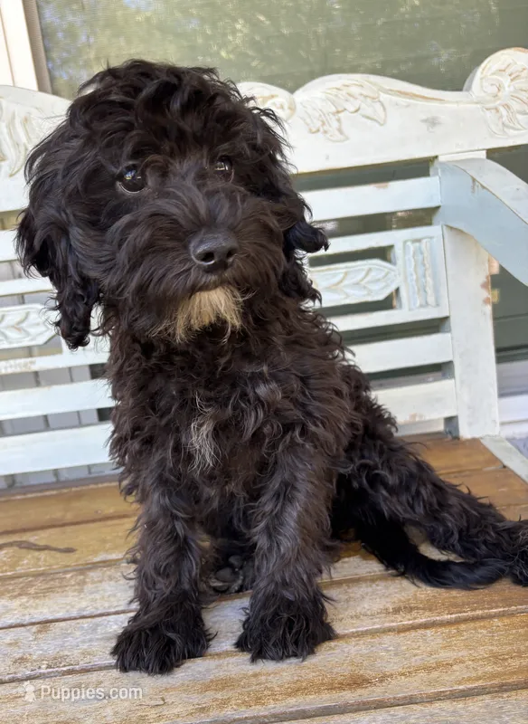 Millie – Cavapoo puppy for sale in Fort Walton Beach, FL