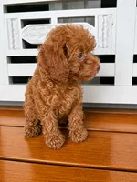 Ruby, a female Cavapoo for sale in Fort Walton Beach, FL – 7 of 9
