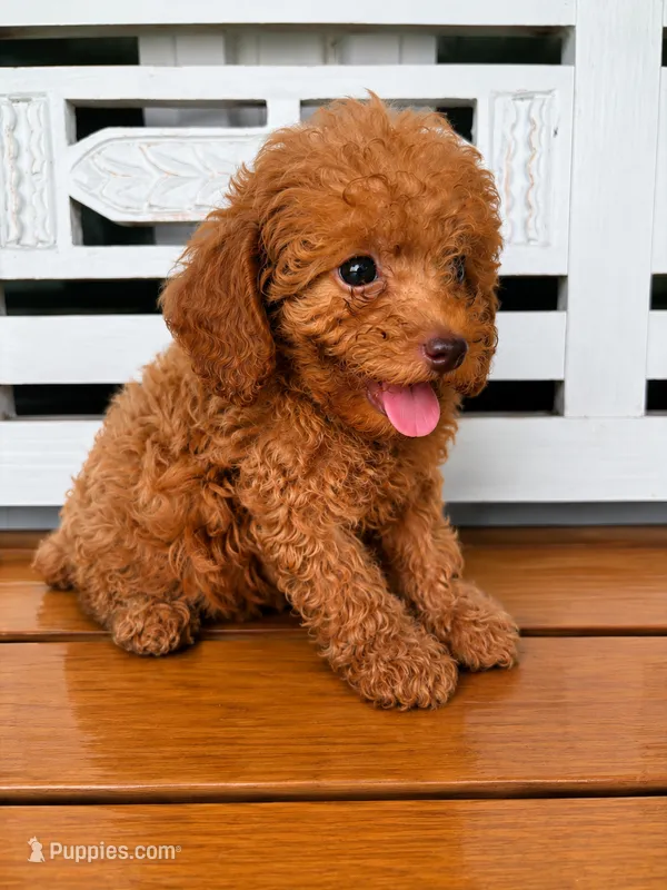 Ruby – Cavapoo puppy for sale in Fort Walton Beach, FL