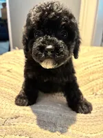 Onyx, a female Cavapoo for sale in Fort Walton Beach, FL – Photo 2 of 8