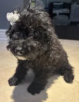 Midnight , a female Cavapoo for sale in Fort Walton Beach, FL – Photo 8 of 10