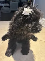 Midnight , a female Cavapoo for sale in Fort Walton Beach, FL – Photo 9 of 10