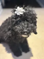 Midnight , a female Cavapoo for sale in Fort Walton Beach, FL – Photo 1 of 10