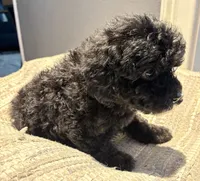 Onyx, a female Cavapoo for sale in Fort Walton Beach, FL – Photo 5 of 8