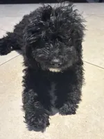 Midnight , a female Cavapoo for sale in Fort Walton Beach, FL – Photo 5 of 10