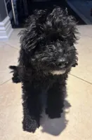 Midnight , a female Cavapoo for sale in Fort Walton Beach, FL – Photo 4 of 10