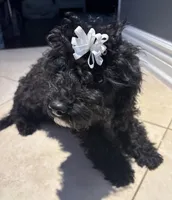 Midnight , a female Cavapoo for sale in Fort Walton Beach, FL – Photo 6 of 10