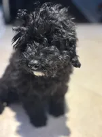 Midnight , a female Cavapoo for sale in Fort Walton Beach, FL – Photo 2 of 10