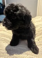 Onyx, a female Cavapoo for sale in Fort Walton Beach, FL – Photo 6 of 8