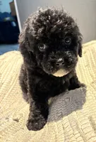 Onyx, a female Cavapoo for sale in Fort Walton Beach, FL – Photo 7 of 8