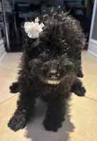 Midnight , a female Cavapoo for sale in Fort Walton Beach, FL – Photo 7 of 10