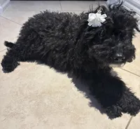 Midnight , a female Cavapoo for sale in Fort Walton Beach, FL – Photo 10 of 10