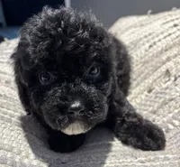 Onyx, a female Cavapoo for sale in Fort Walton Beach, FL – Photo 3 of 8