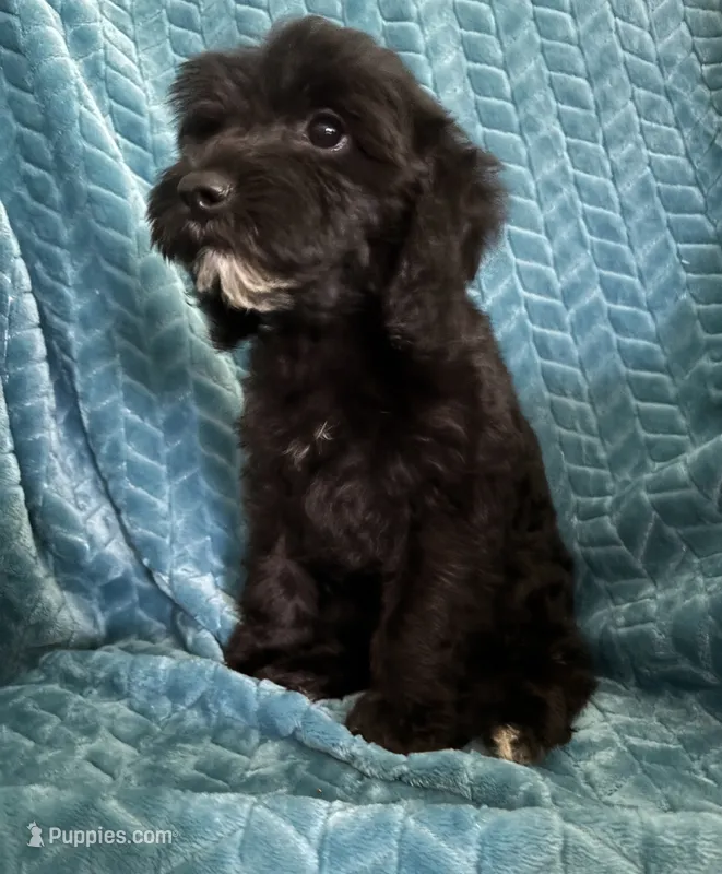 Millie – Cavapoo puppy for sale in Fort Walton Beach, FL