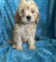 Molly, a female Maltipoo for sale in Fort Walton Beach, FL – 9 of 10