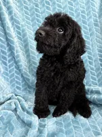 Teddy, a male Cavapoo for sale in Fayetteville, TN – 6 of 6