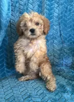 Molly, a female Maltipoo for sale in Fort Walton Beach, FL – 7 of 10