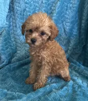 Reba, a female Maltipoo for sale in Fort Walton Beach, FL – 2 of 10