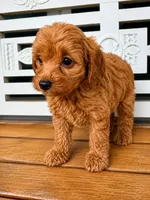 Rusty, a male Cavapoo for sale in Fort Walton Beach, FL – 3 of 7