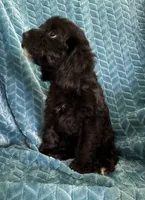 Millie, a female Cavapoo for sale in Fayetteville, TN – 6 of 10