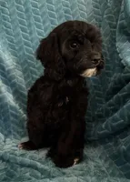 Millie, a female Cavapoo for sale in Fayetteville, TN – 4 of 10