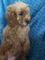 Rusty, a male Cavapoo for sale in Fayetteville, TN – 8 of 10