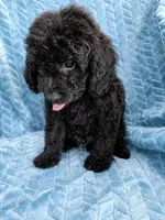 Teddy, a male Cavapoo for sale in Fayetteville, TN – 4 of 6